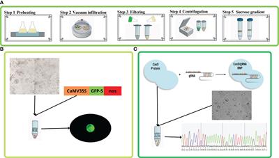 Advances in Quercus ilex L. breeding: the CRISPR/Cas9 technology via ribonucleoproteins